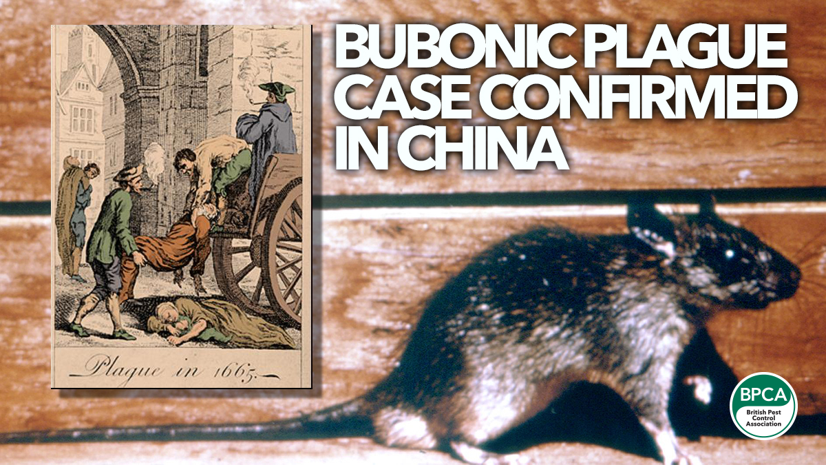 bubonic-plague-case-confirmed-china